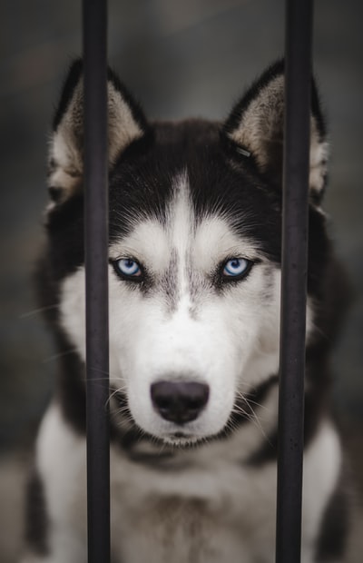 黑色和白色的西伯利亚雪橇犬
